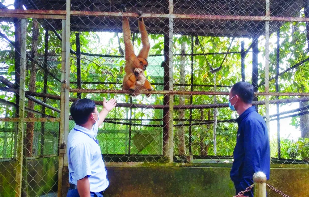 Viên ngọc xanh giữa đại ngàn ảnh 1