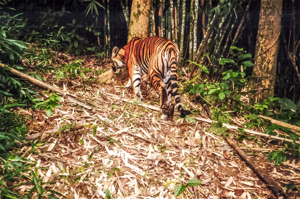 Dưới tán rừng già ảnh 5