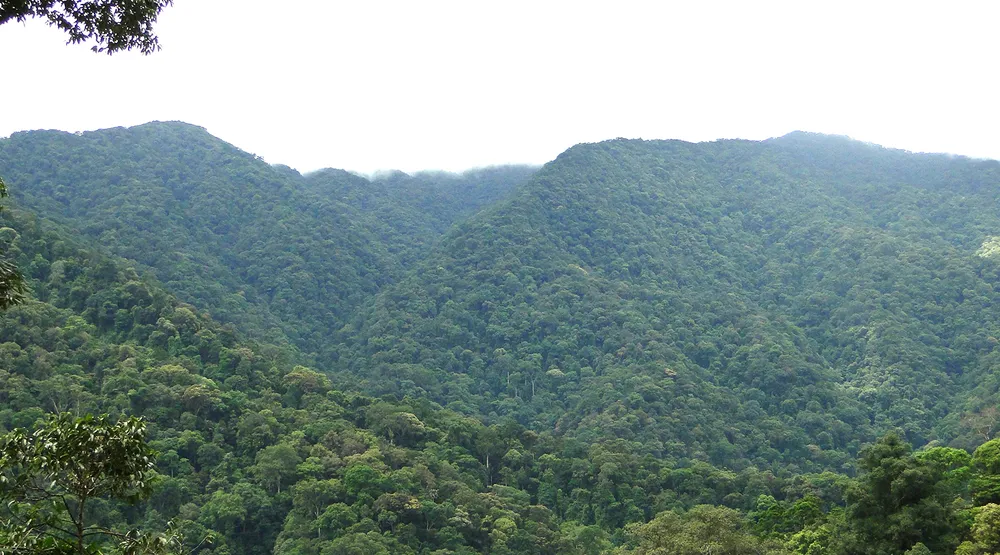 Dưới tán rừng già ảnh 1