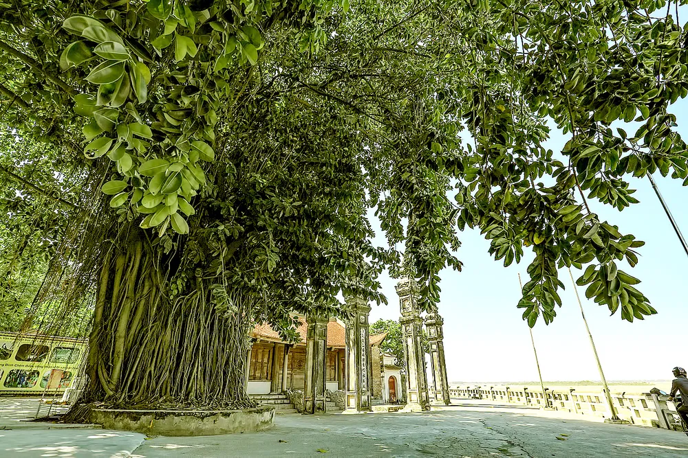 Chặt bỏ cây đa ở đình Chèm: Tùy tiện trong ứng xử với di sản  ảnh 2