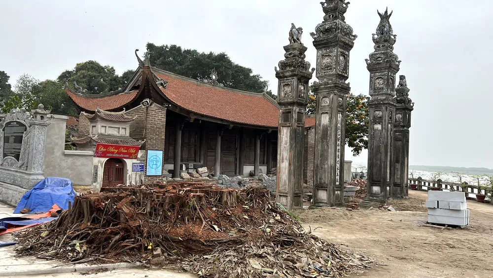 Chặt bỏ cây đa ở đình Chèm: Tùy tiện trong ứng xử với di sản  ảnh 1