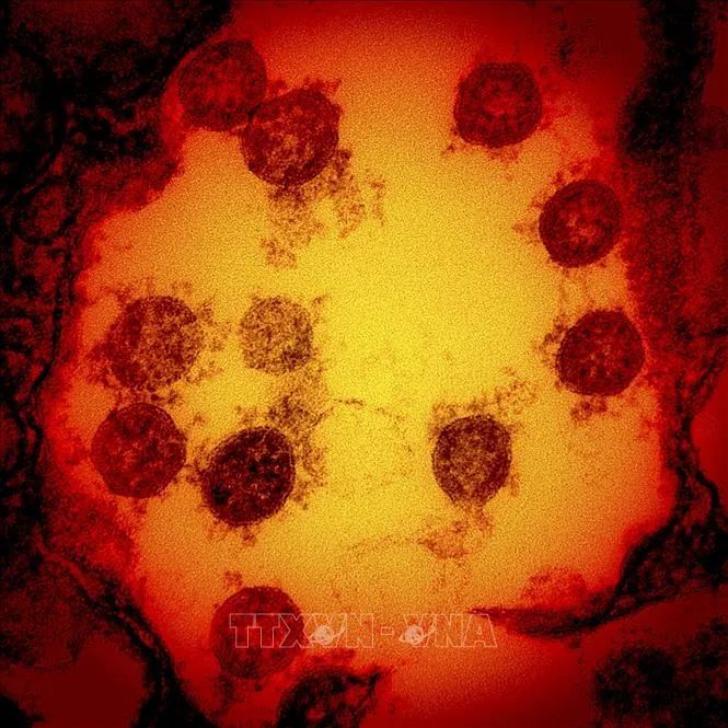 Ấn Độ: Biến thể XE không nghiêm trọng hơn Omicron  ảnh 1