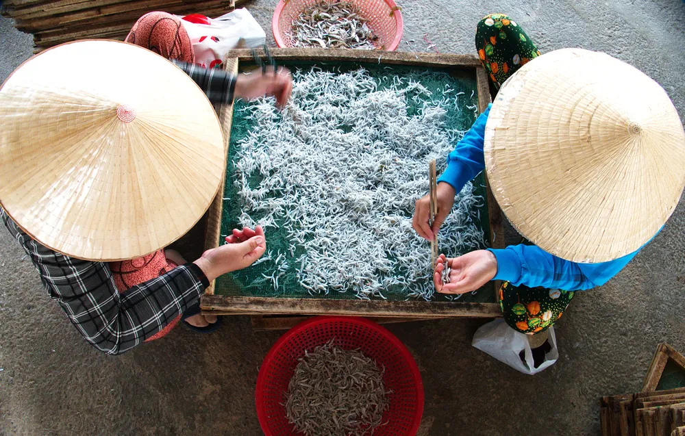 Trúng mùa cá cơm ảnh 6