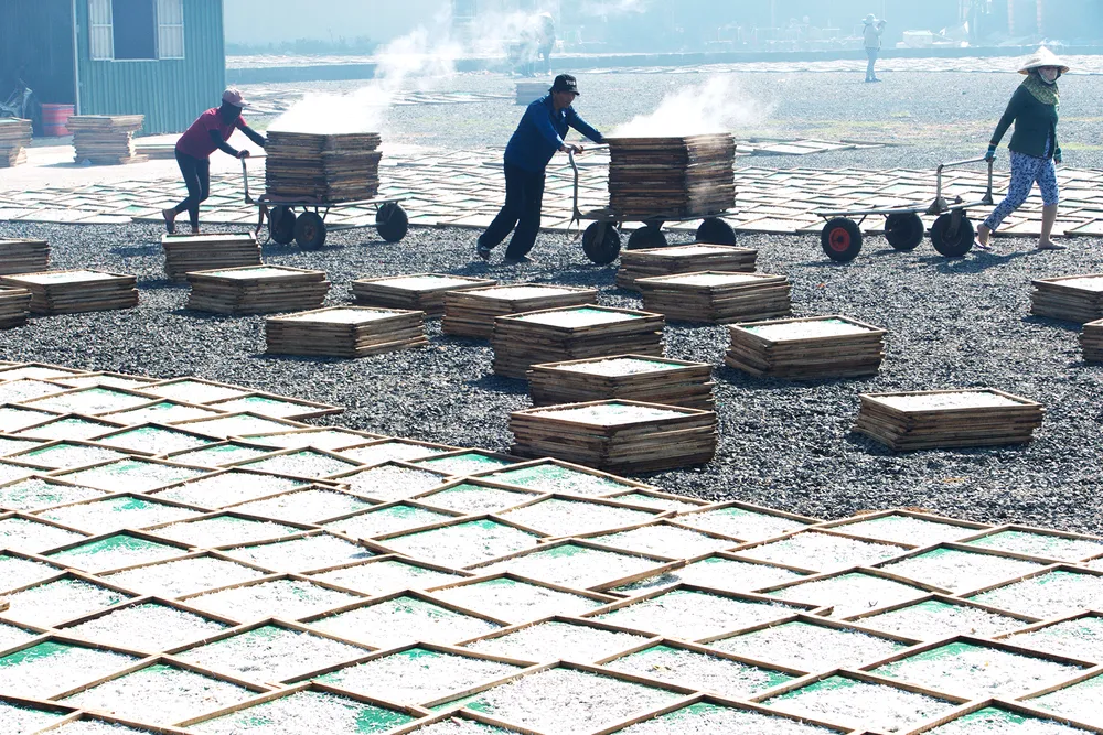 Trúng mùa cá cơm ảnh 4