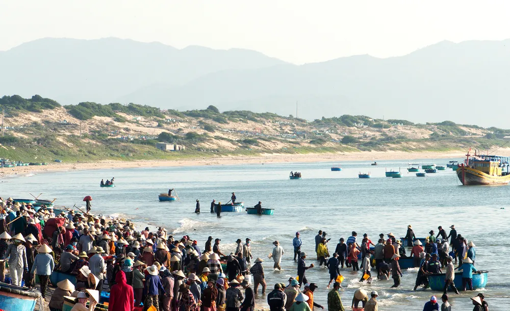 Trúng mùa cá cơm ảnh 1