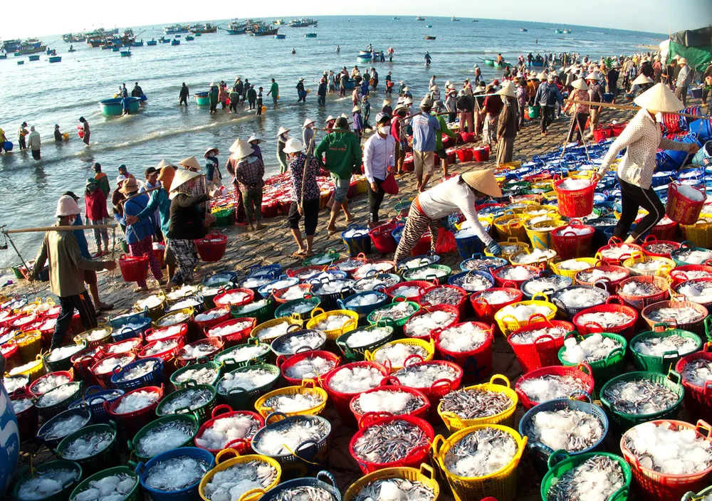 Trúng mùa cá cơm ảnh 2