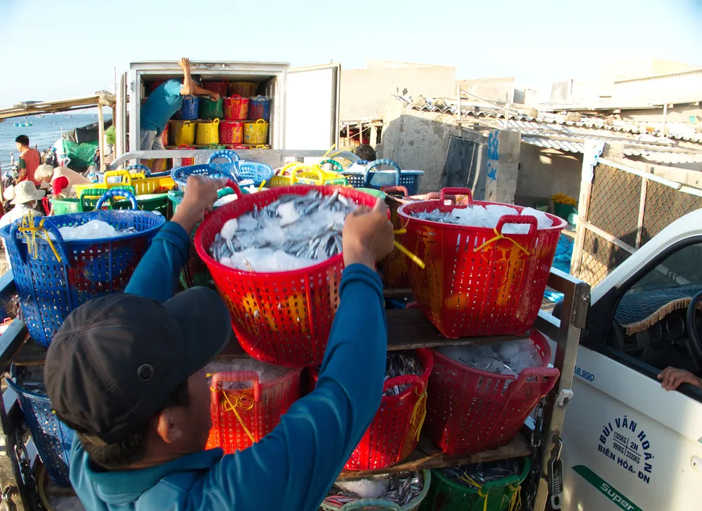 Trúng mùa cá cơm ảnh 3