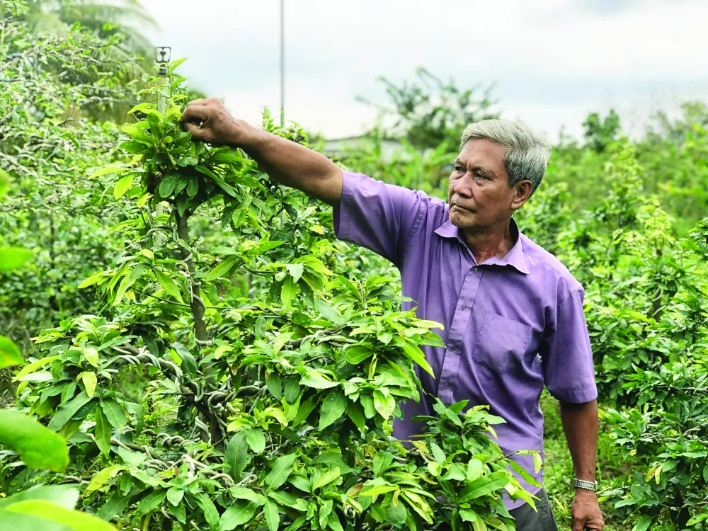 ĐBSCL tất bật chuẩn bị hàng hóa phục vụ tết ảnh 1