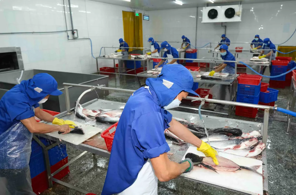 Những người làm nên thủ phủ cá tra đất sen hồng ảnh 1