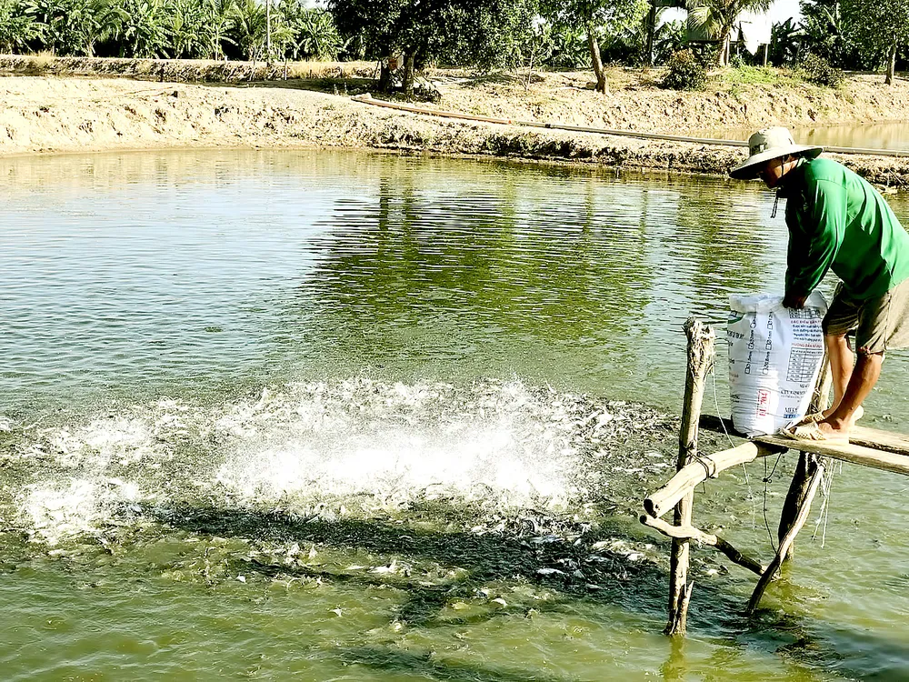 Những người làm nên thủ phủ cá tra đất sen hồng ảnh 2