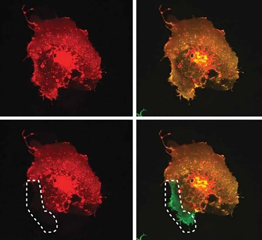 Keo dán… tế bào ảnh 1