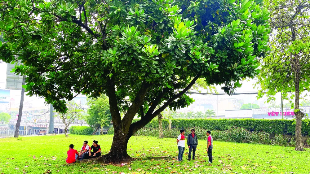 Cây bàng vuông “cổ thụ” được đánh số 40 bên bờ kênh Nhiêu Lộc - Thị Nghè. Ảnh: HOÀNG HÙNG