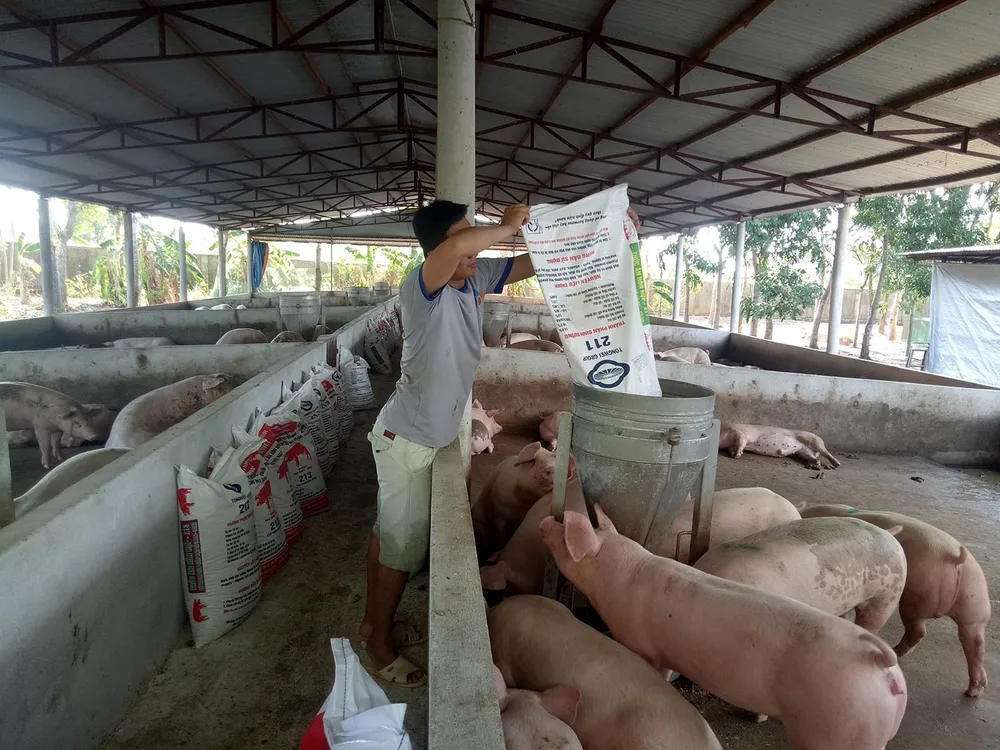 Một hộ nuôi heo ở xã Cây Gáo, huyện Trảng Bom (Đồng Nai) lo lắng thua lỗ vì giá thức ăn chăn nuôi tăng cao