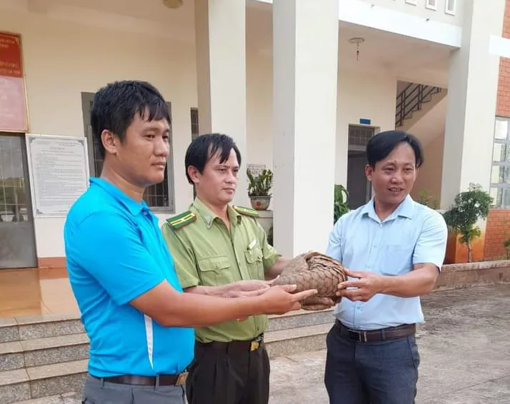 Con tê tê quý hiếm được 2 giáo viên bàn giao cho cán bộ kiểm lâm Con tê tê quý hiếm được 2 giáo viên bàn giao cho cán bộ kiểm lâm