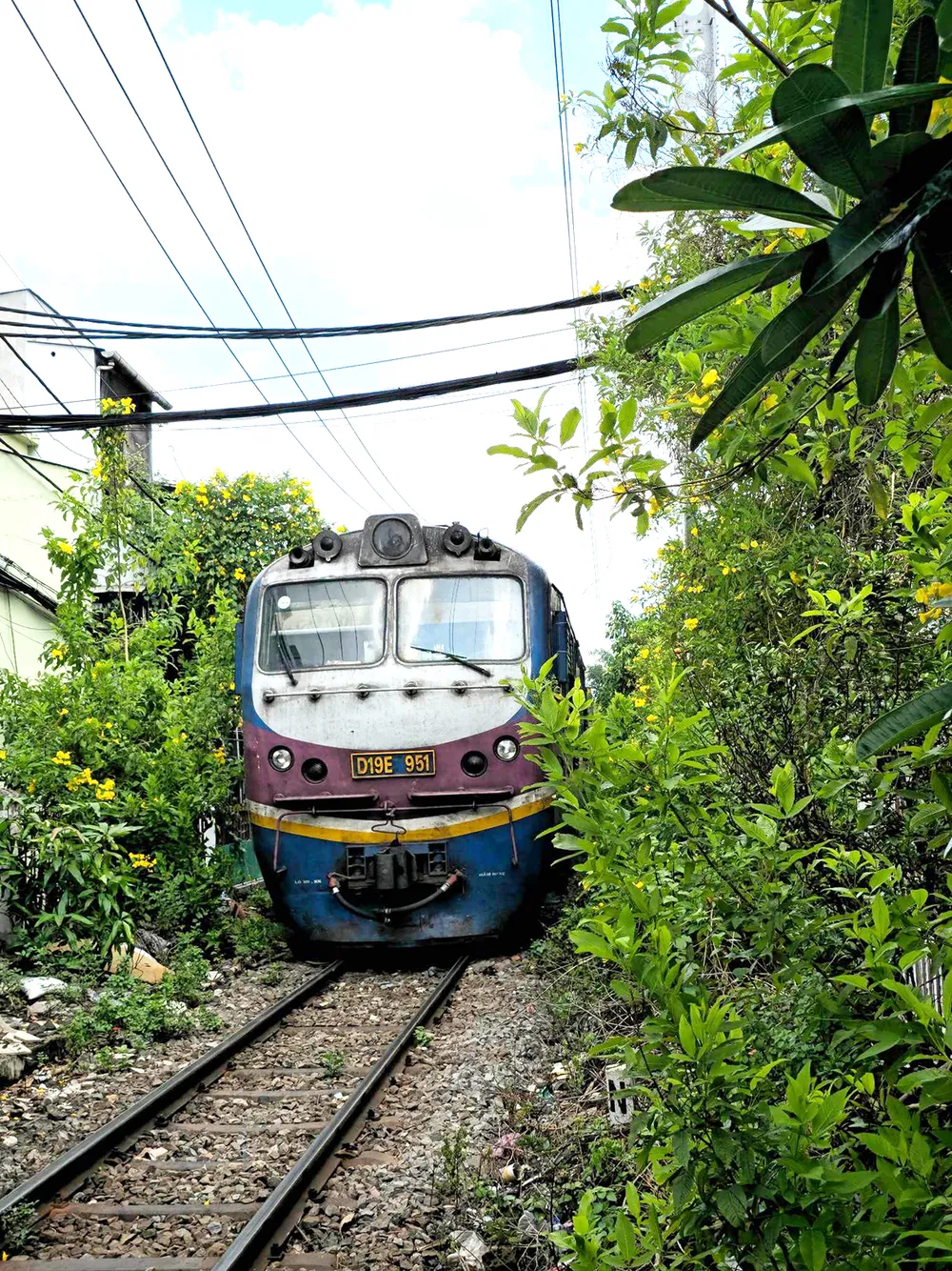 Đoàn tàu chạy giữa hai hàng hoa huỳnh liên nở rộ