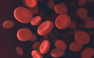 Ảnh minh họa các nhà nghiên cứu tiêm trực tiếp gene không virus vào tĩnh mạch gan