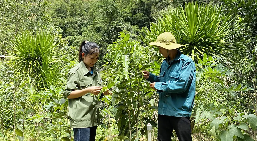 Cán bộ trẻ ở Ban quản lý Rừng phòng hộ Đồng Xuân (Phú Yên) chăm sóc vườn dó gạch đã nhân giống, thuần nuôi được ở bìa rừng. Ảnh: NGỌC OAI