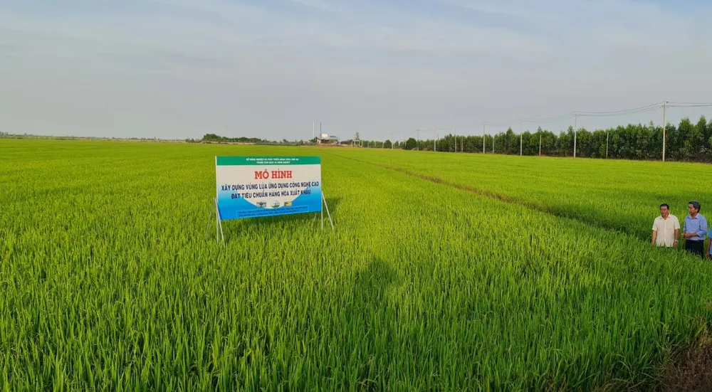 Mô hình sản xuất lúa ứng dụng công nghệ cao ở xã Hưng Thạnh, huyện Tân Hưng, tỉnh Long An