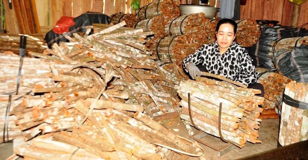 Thương lái buồn rầu vì vỏ quế thu mua rớt giá, hàng trăm bì quế ế ẩm đầu ra. Ảnh: HỒ VĂN NGỢI