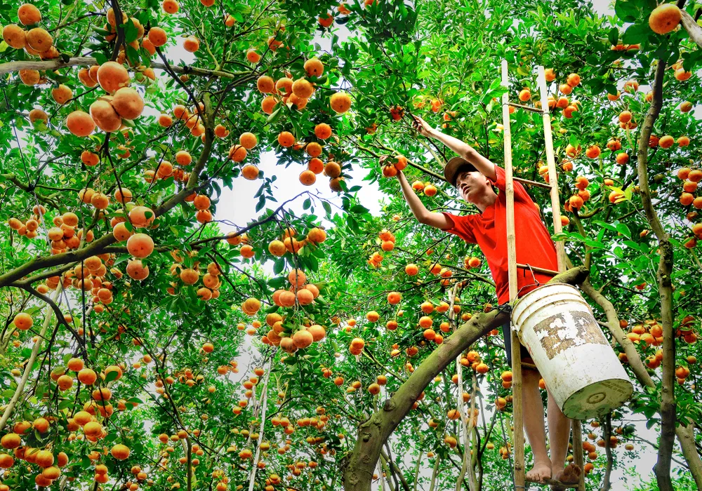 Nước non ngàn dặm- Đặt sản quýt hồng Lai Vung.jpeg