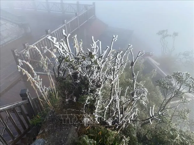 Băng giá phủ trắng từng ngọn cây trên đỉnh Fansipan. Ảnh: TTXVN