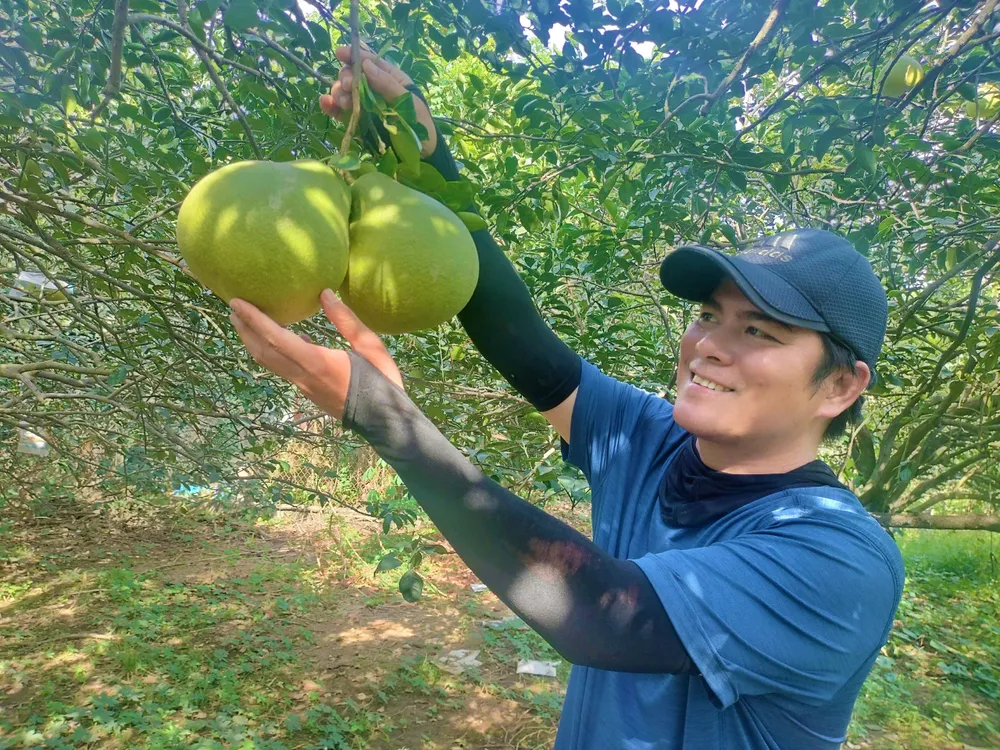 Anh Nguyễn Minh Hải, người dân làng bưởi Tân Triều thu hái bưởi vụ tết .jpg