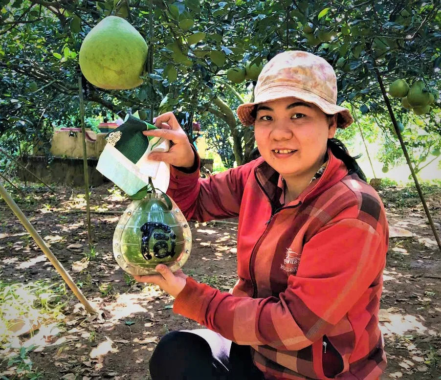 Chị Nguyễn Thị Vân, người dân làng bưởi Tân Triều chú tâm làm bưởi hồ lô để bán ra thị trường dịp Tết .jpg