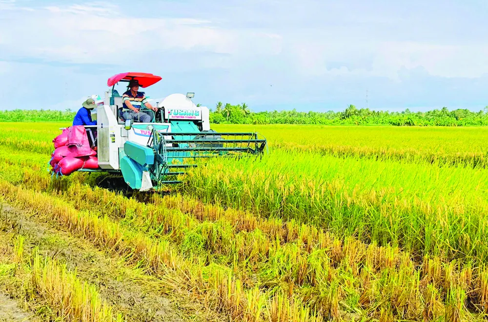 Thu hoạch lúa sản xuất theo Đề án 1 triệu ha lúa chất lượng cao ở huyện Long Phú, Sóc Trăng.jpg