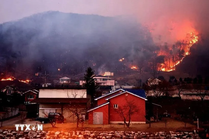 Cháy rừng dữ dội tại Andong, tỉnh Bắc Gyeongsang, Hàn Quốc, ngày 25-3. Ảnh: THX/TTXVN