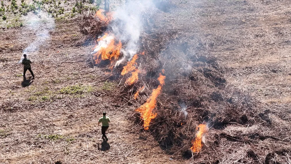 Căng mình phòng, chống cháy rừng
