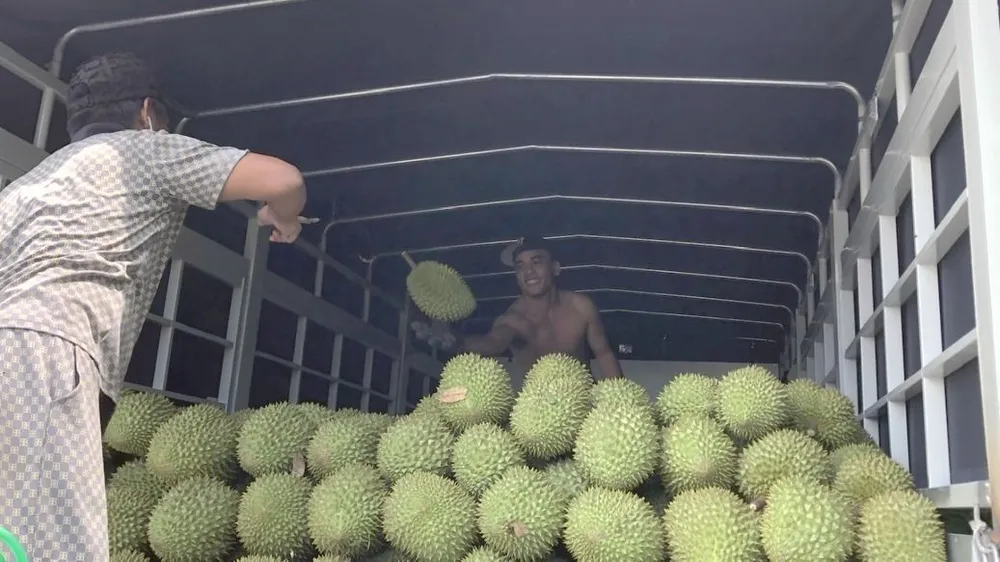 Bến Tre nâng cao nhận thức người dân không sử dụng chất cấm trên trái sầu riêng