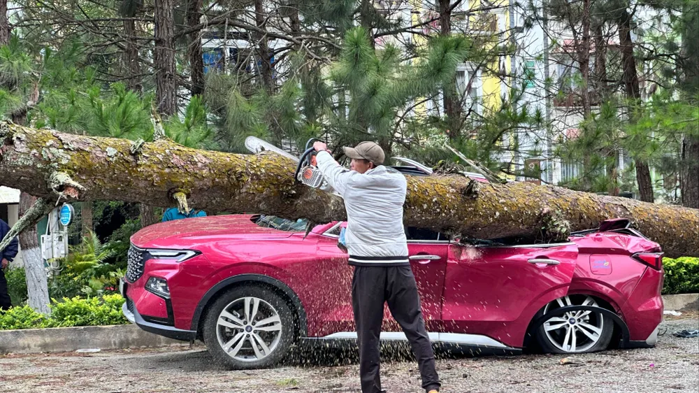 Cây xanh ngã đổ, đè nhiều ô tô ở phường Xuân Hương - Đà Lạt