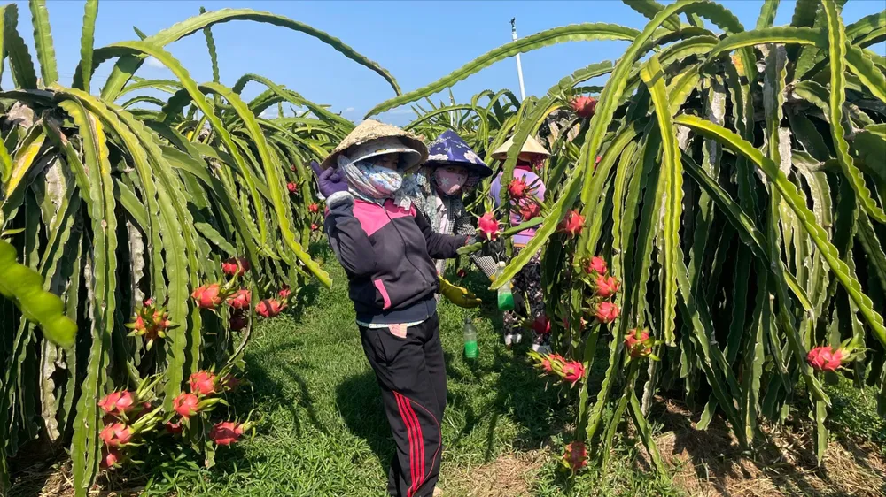 Khẩn trương gỡ vướng cho thanh long, hồ tiêu xuất khẩu sang EU