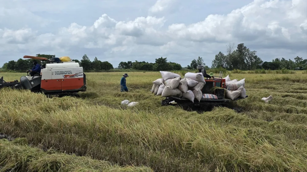 Sở cũng khuyến khích thương nhân tích cực thu mua, tạm trữ lúa nhằm hỗ trợ nông dân