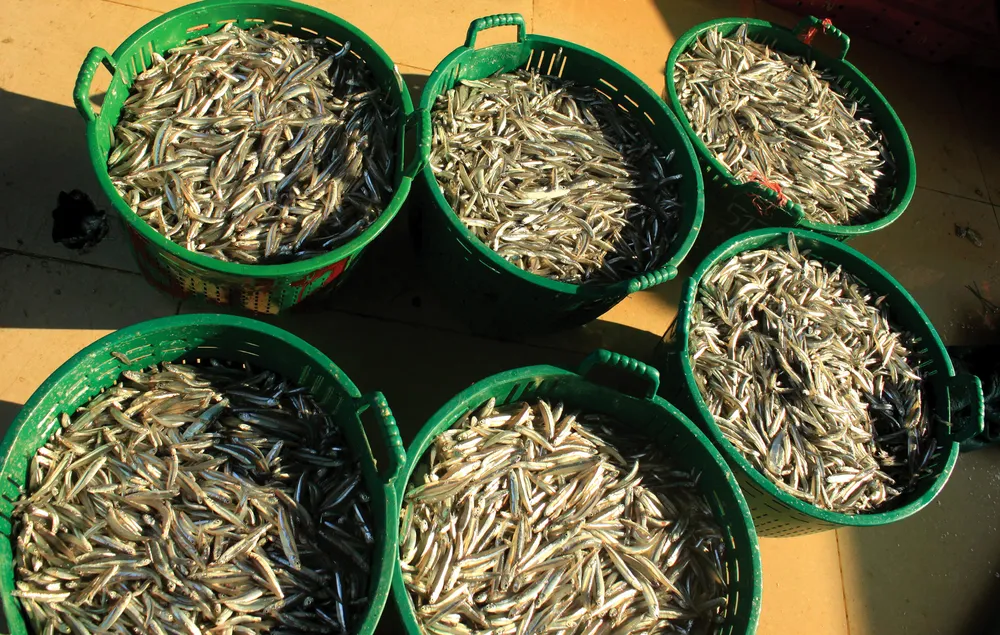 Làng nghề nước mắm Phan Thiết nguy cơ 'treo lều'