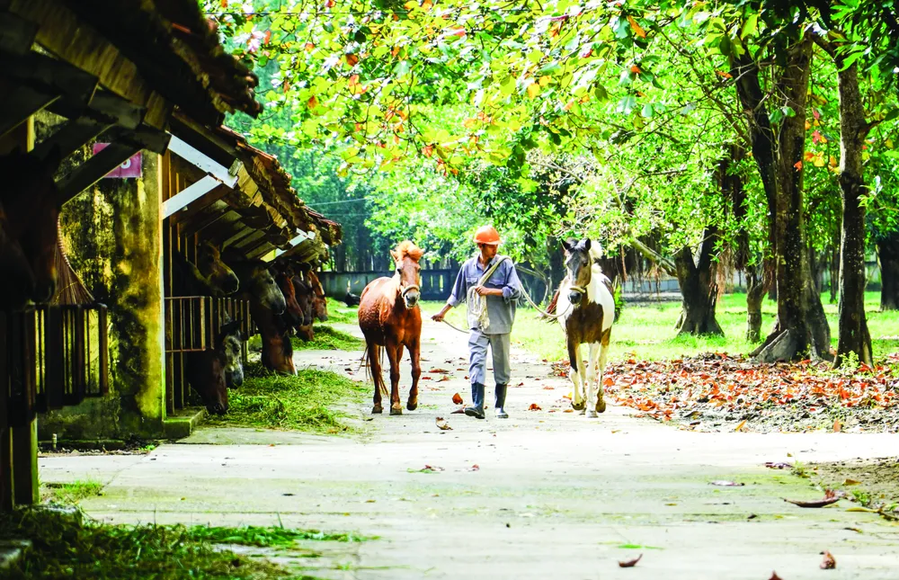 Nhân viên dắt ngựa đi dạo trong khuôn viên trại chăn nuôi Suối Dầu-Ảnh HIẾU GIANG.jpg
