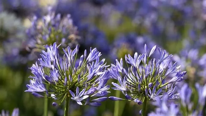 Trải nghiệm không thể bỏ qua tại Sun World Fansipan Legend ảnh 1