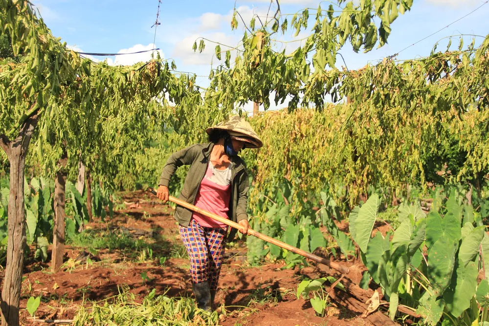 Một hộ dân xã Ia Blứ phá bỏ diện tích chanh dây  vì trồng không có quả 