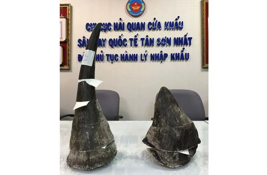 Bắt cặp nam nữ vận chuyển 4kg sừng tê giác nhập lậu qua sân bay Tân Sơn Nhất ảnh 1