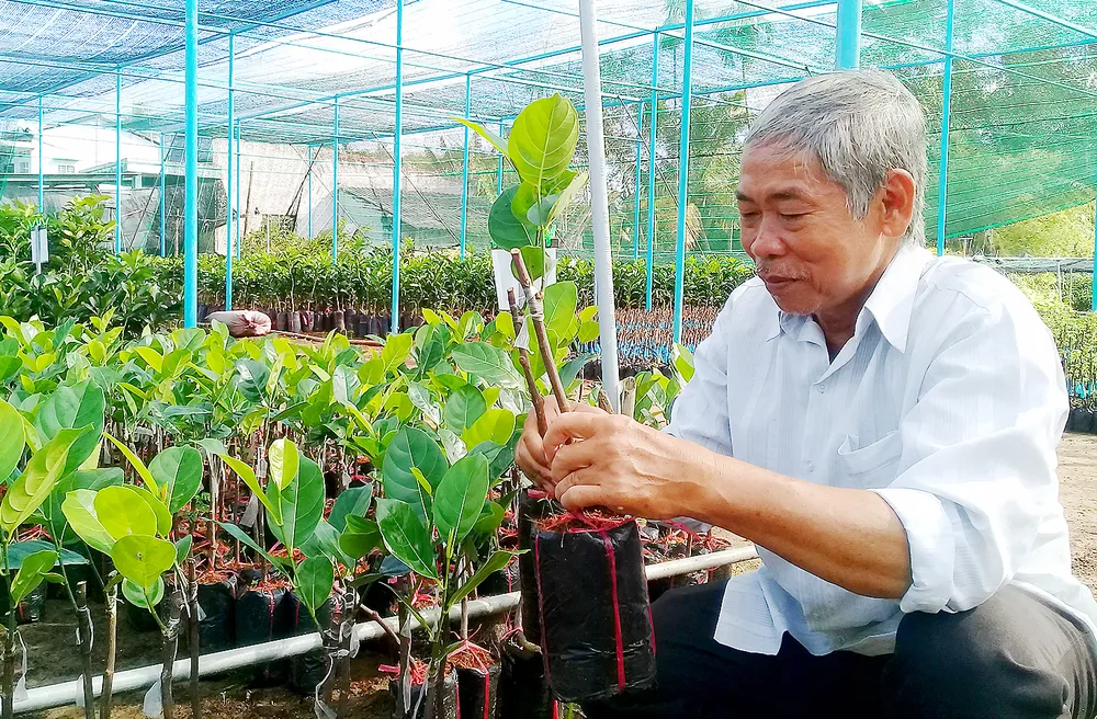 Cây giống ở huyện Chợ Lách hút hàng, giá tăng cao…