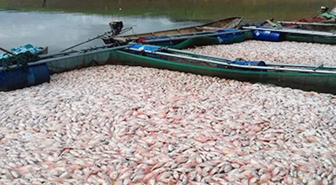 Cá lồng nuôi trong hồ thủy điện Pleikrong chết trắng lồng