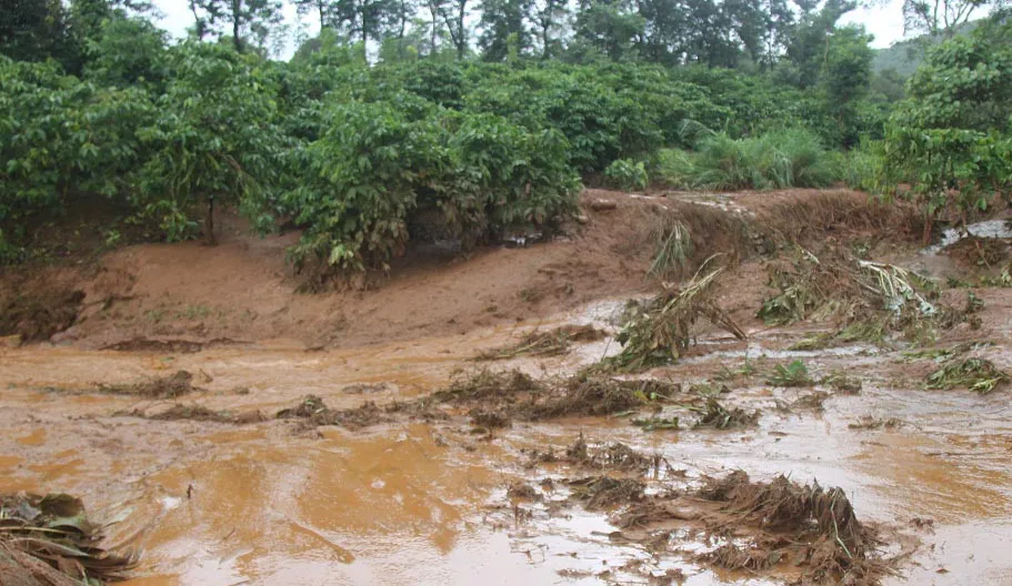 Nhiều diện tích cây trồng bị nước cuốn trôi