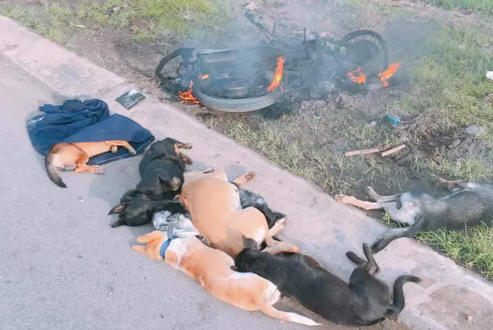 Chích điện để trộm chó, 2 thanh niên bị đánh bất tỉnh ảnh 1