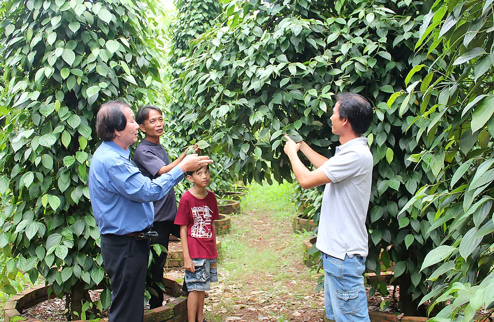 Khách tham quan vườn tiêu của ông Nguyễn Văn Quốc                                                           . Ảnh: TÔN PHÚC