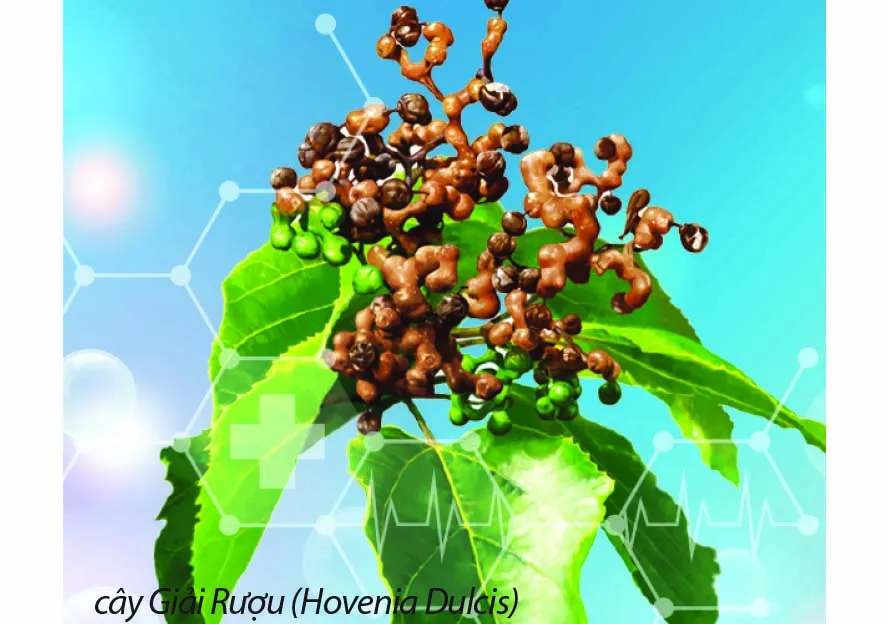 Hoạt chất làm giảm nồng độ cồn  trong máu chỉ sau 30 phút