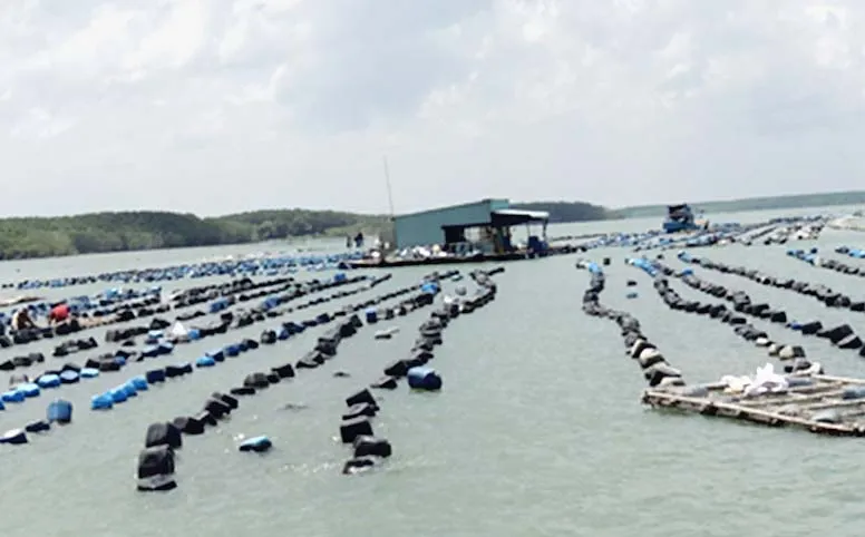 Nuôi hàu giúp dân xã đảo giảm nghèo  ảnh 3