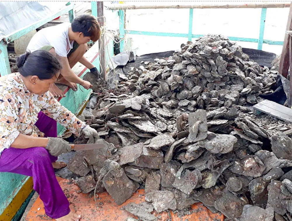 Nuôi hàu giúp dân xã đảo giảm nghèo  ảnh 4