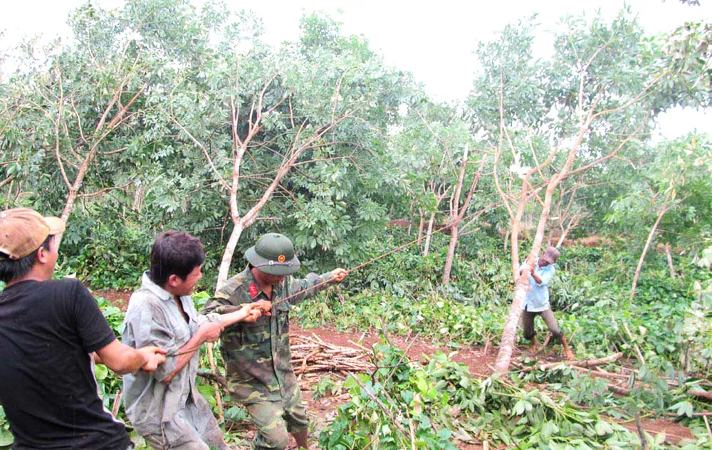 Bộ đội giúp người làm vườn dùng dây sắt kéo, dựng lại những cây cao su bị gió bão đánh xiêu vẹo