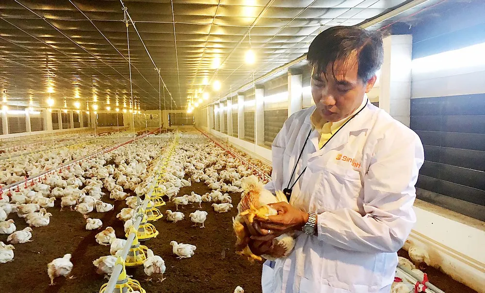 Nhân viên Công ty Bình Minh kiểm tra chất lượng gà của trại nuôi ở tỉnh Bà Rịa - Vũng Tàu