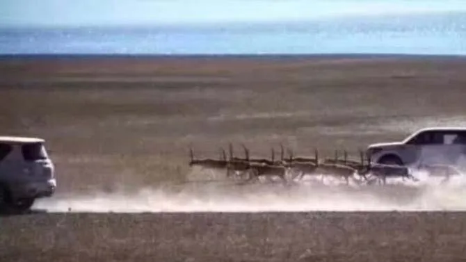 Hình ảnh từ video của cacaliyizhi trên mạng Weibo cho thấy đàn linh dương bị 2 chiếc xe hơi săn đuổi với tốc độ cao